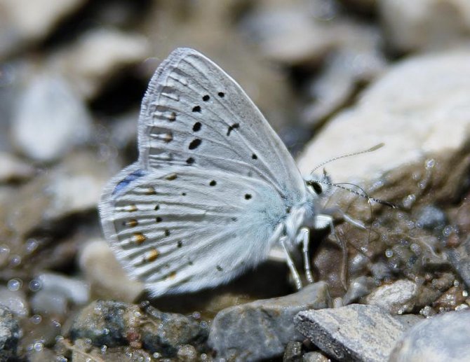 cilo-kelebek-haci-tansu.jpg